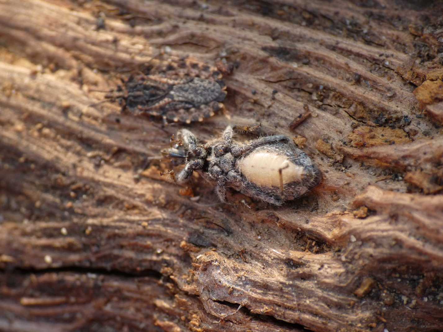 Reduvidae di Ostia: Coranus griseus